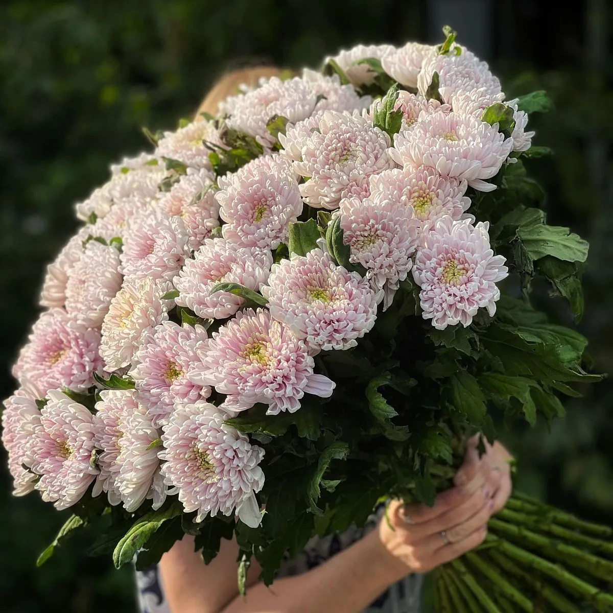 31 одноголовая хризантема