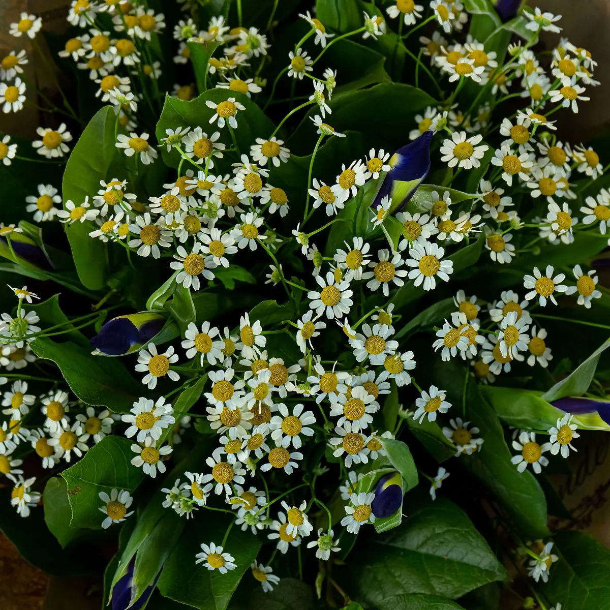 Букет из ромашек и 11 ирисов