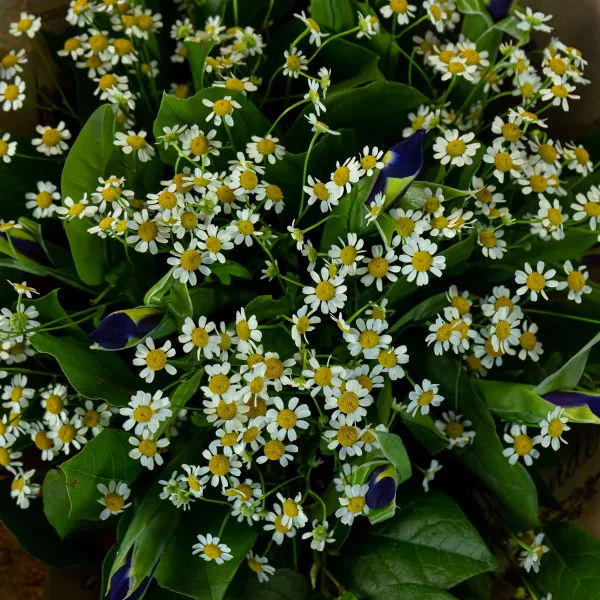 Букет из ромашек и 11 ирисов