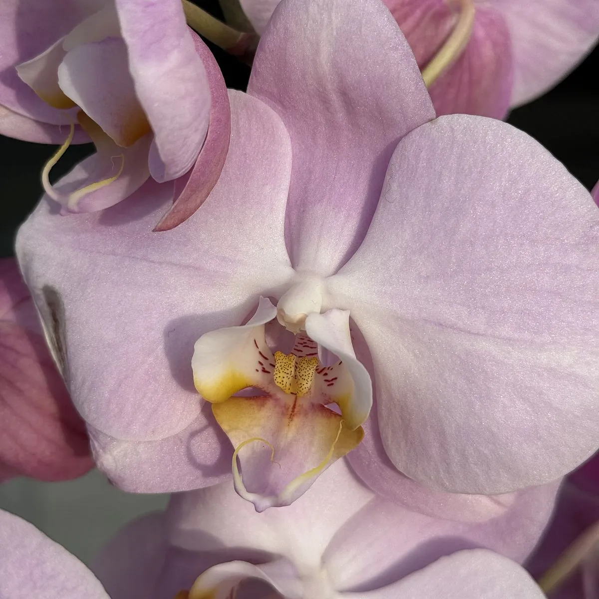 Орхидея в горшке фиолетовая