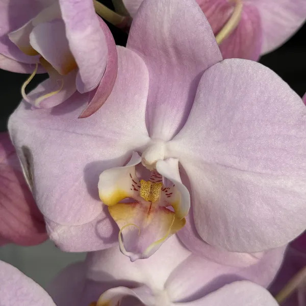 Орхидея в горшке фиолетовая