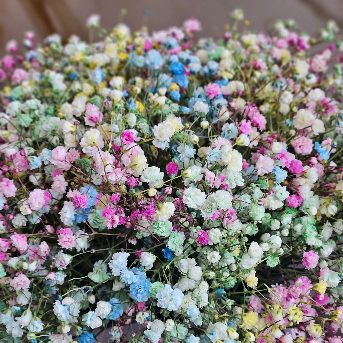 15 гипсофила в коробке