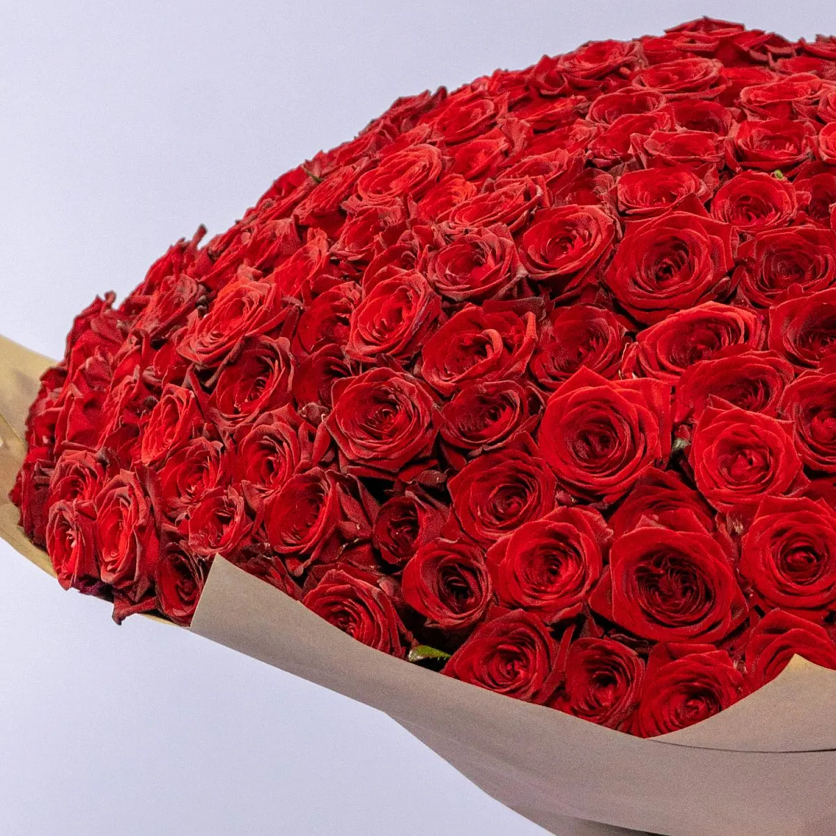 301 красная роза (60 см)