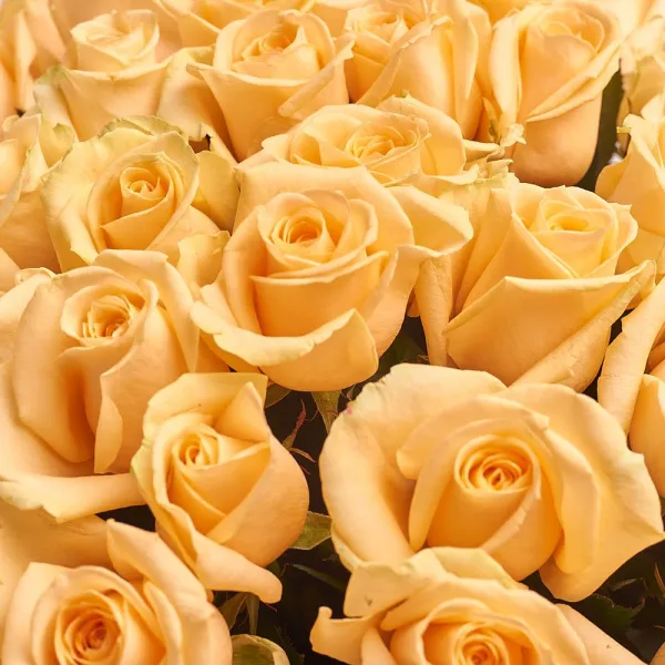 51 персиковая роза (60 см)