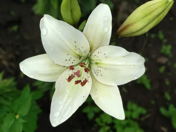 Цветок в ассортименте