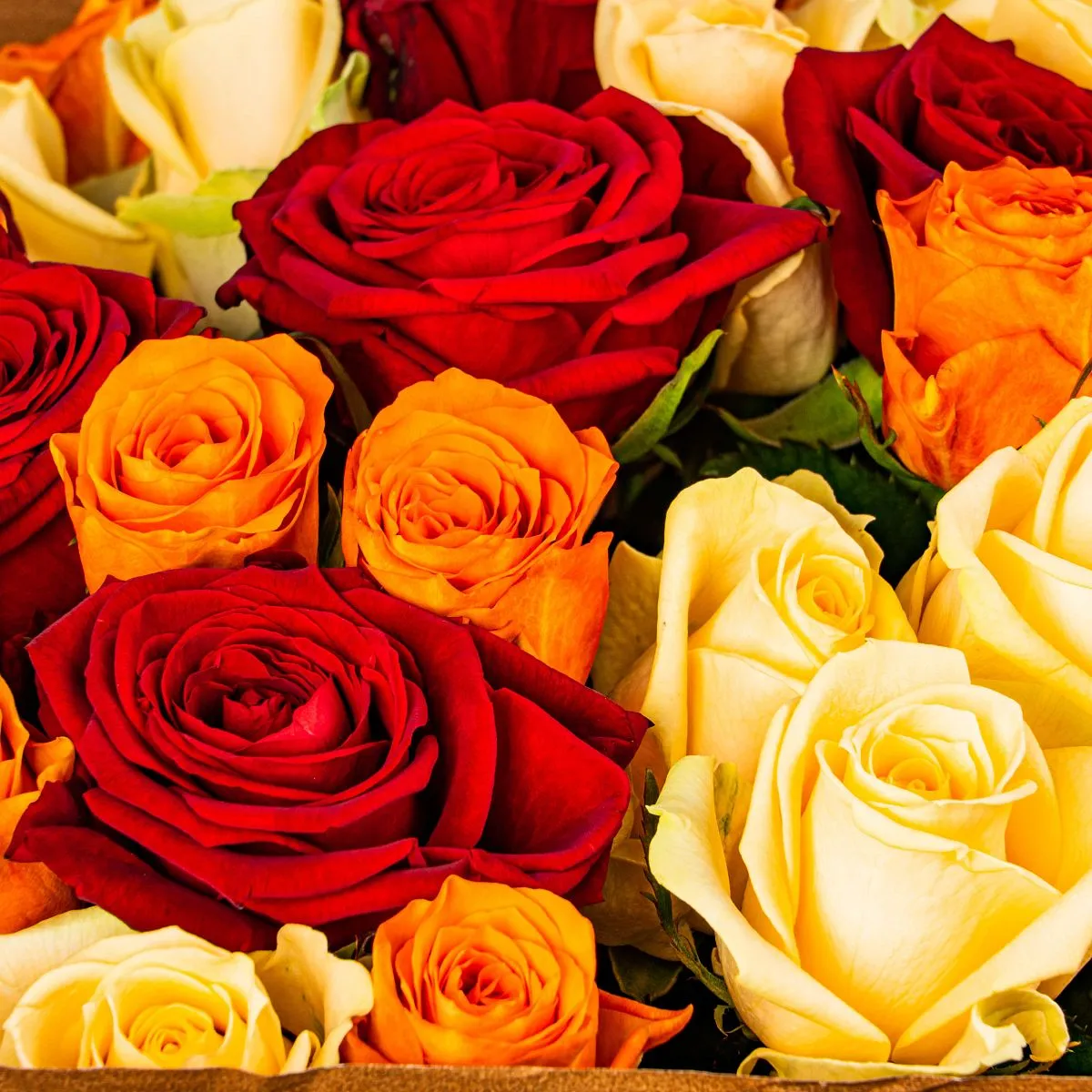 33 розы микс (50 см)