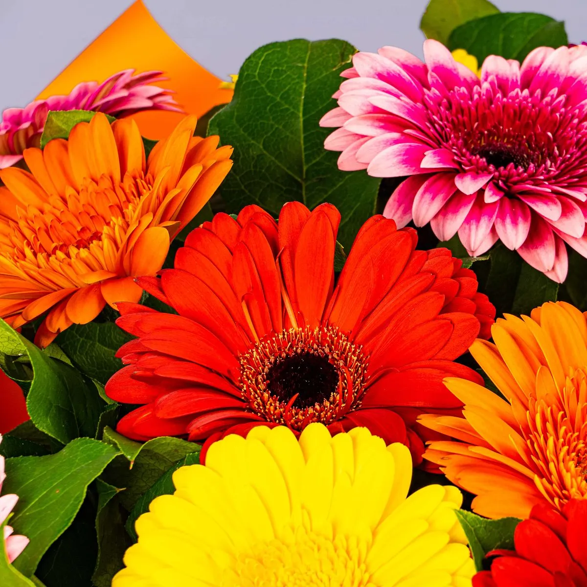 21 гербер микс большой