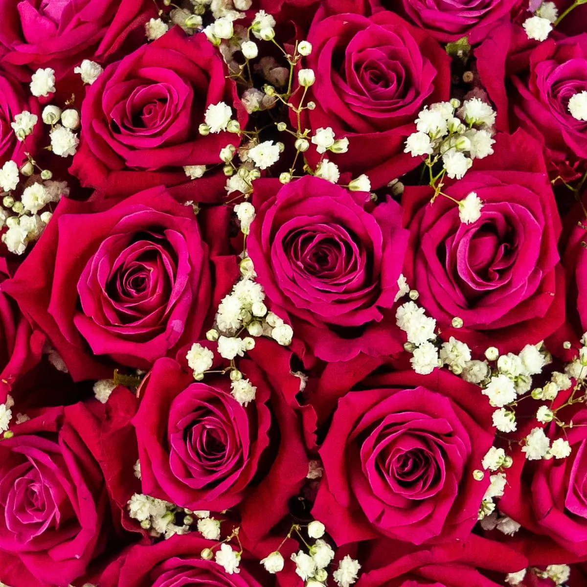 33 ярко-розовые розы в коробке