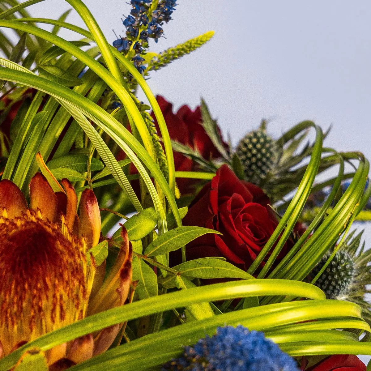 Красные розы и протея в коробке