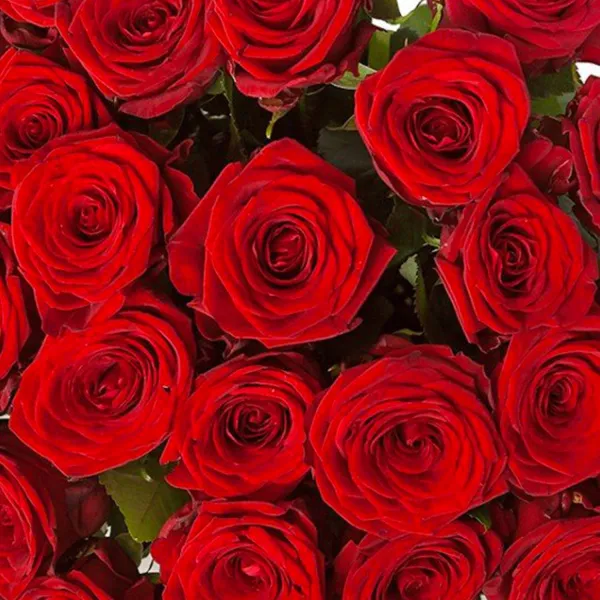 29 красных роз (50 см)