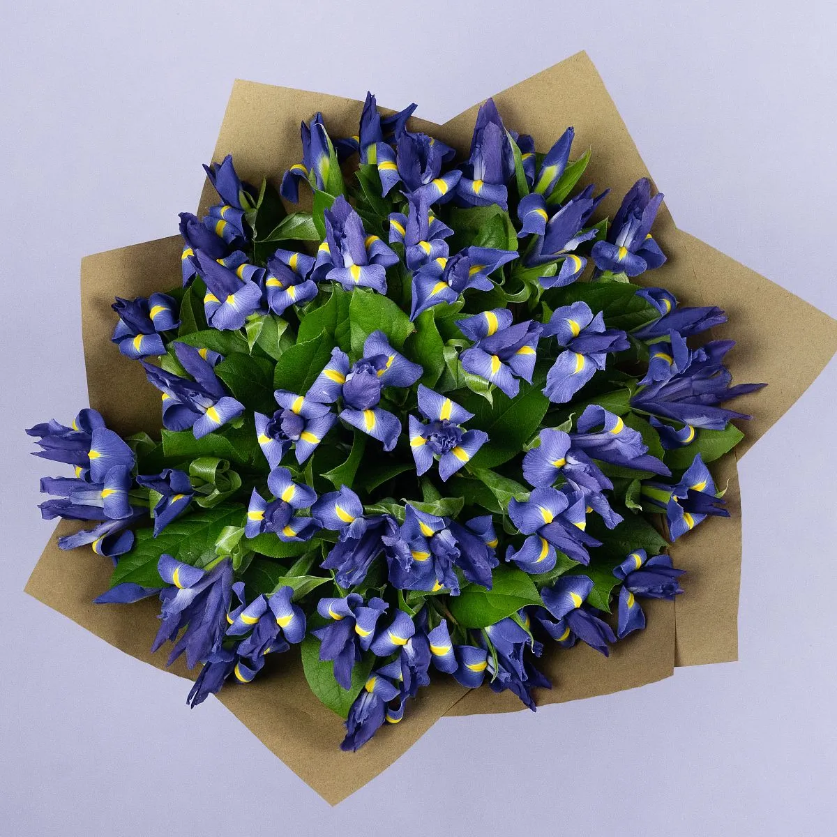 49 синих ирисов