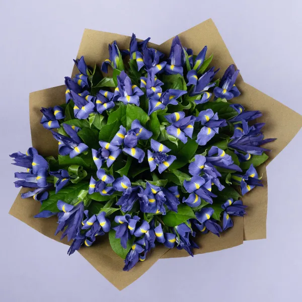 49 синих ирисов