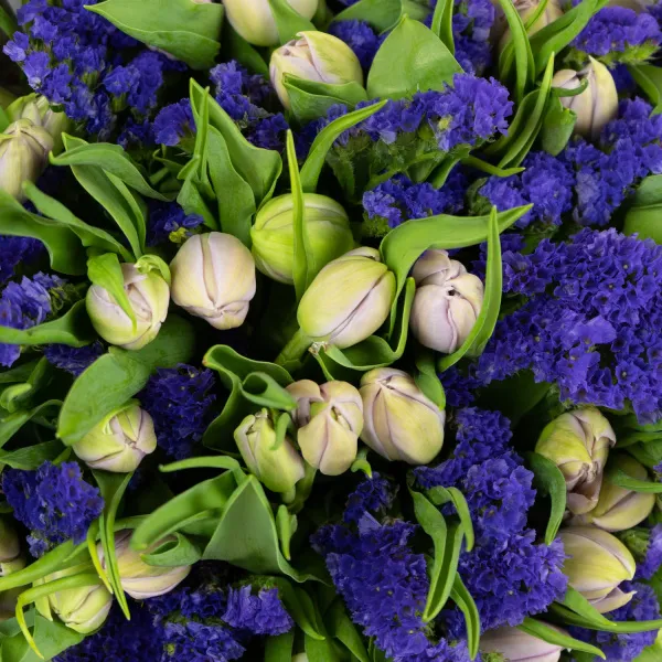 Букет из 49 тюльпанов и статицы