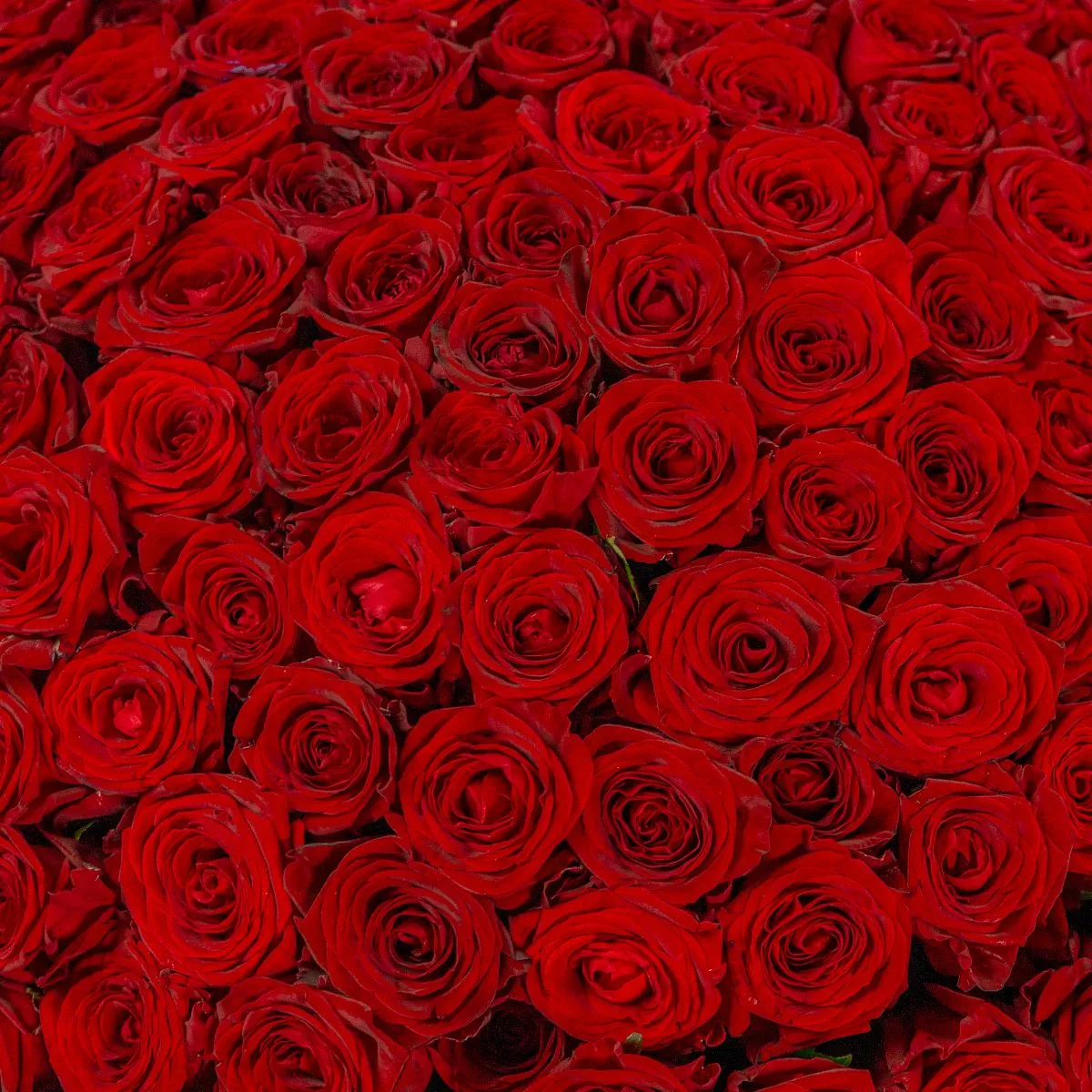 251 красная роза (60 см)