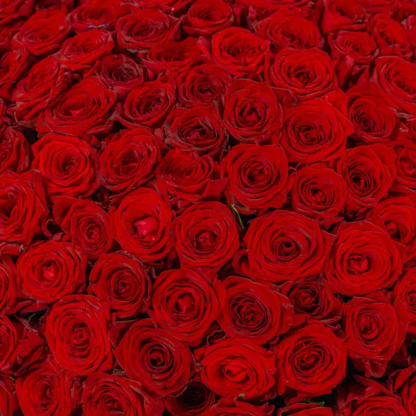 251 красная роза (60 см)