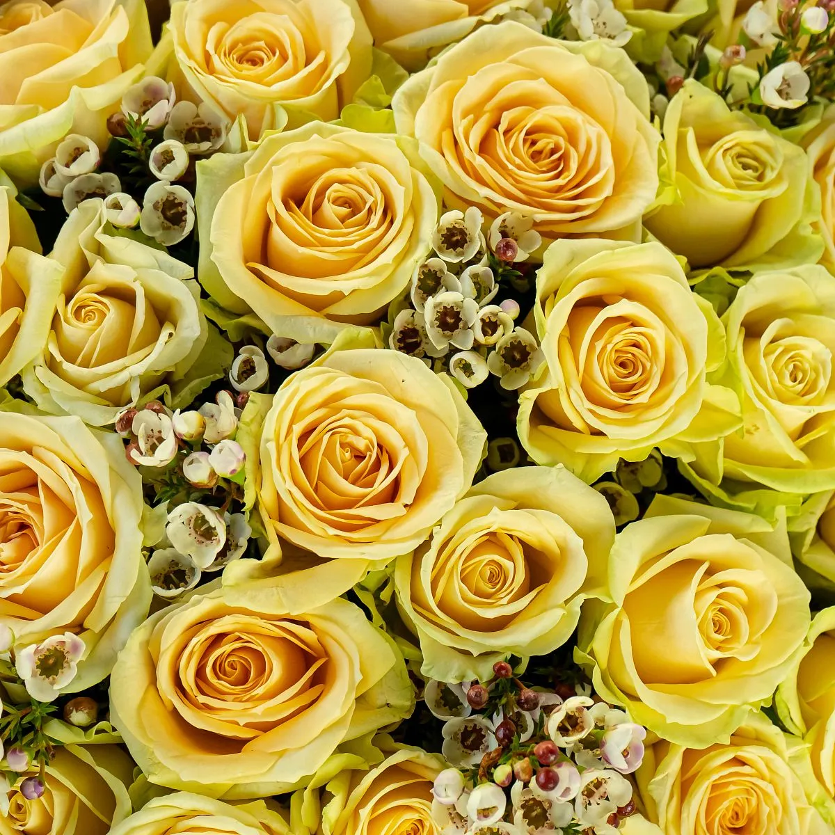 Букет из 31 кремовой розы