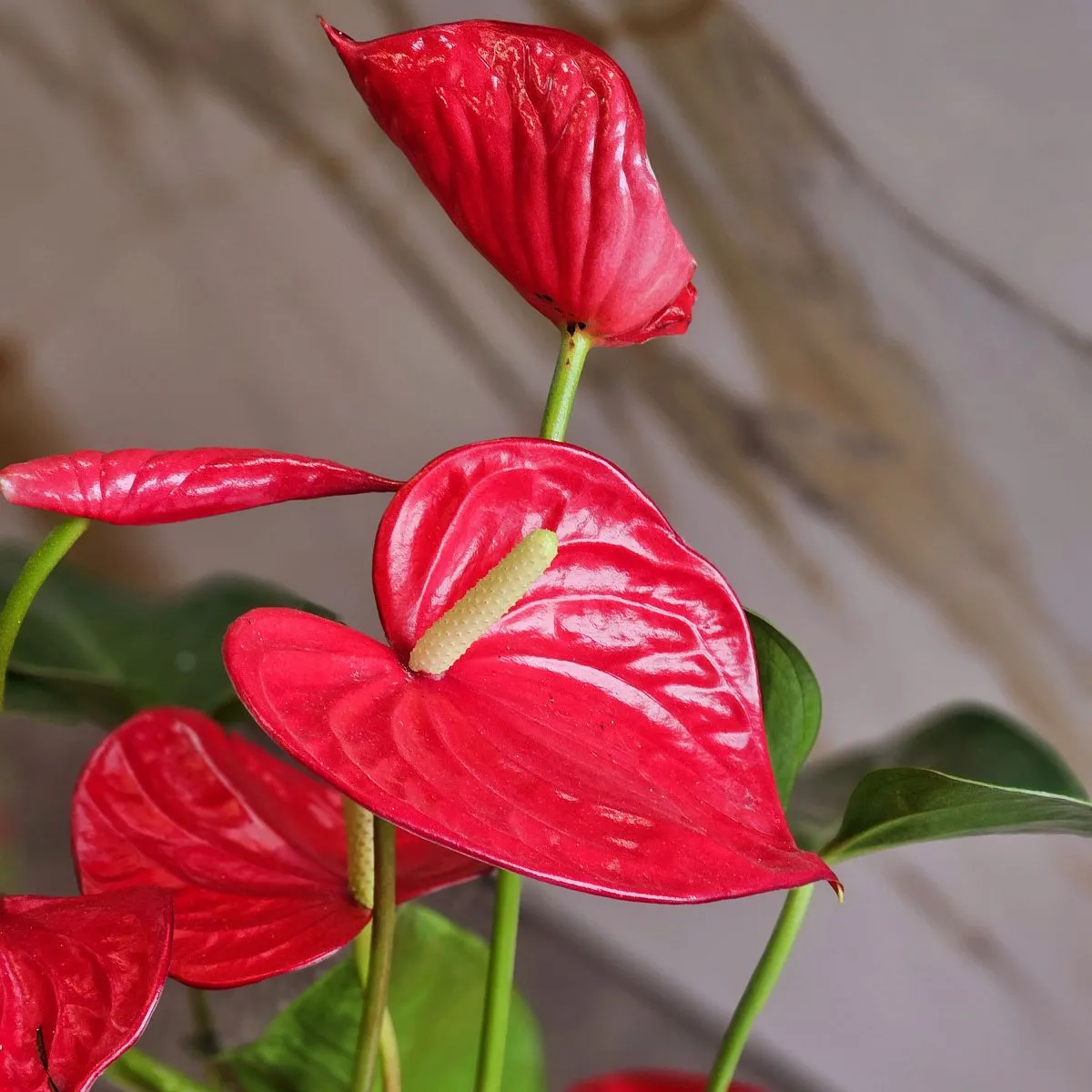 Композиция из 1 атруриума