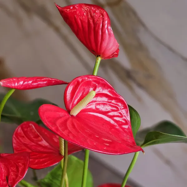 Композиция из 1 атруриума