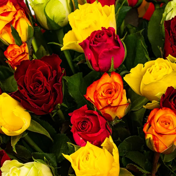 51 роза микс (50 см)