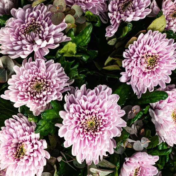 21 розовая хризантема