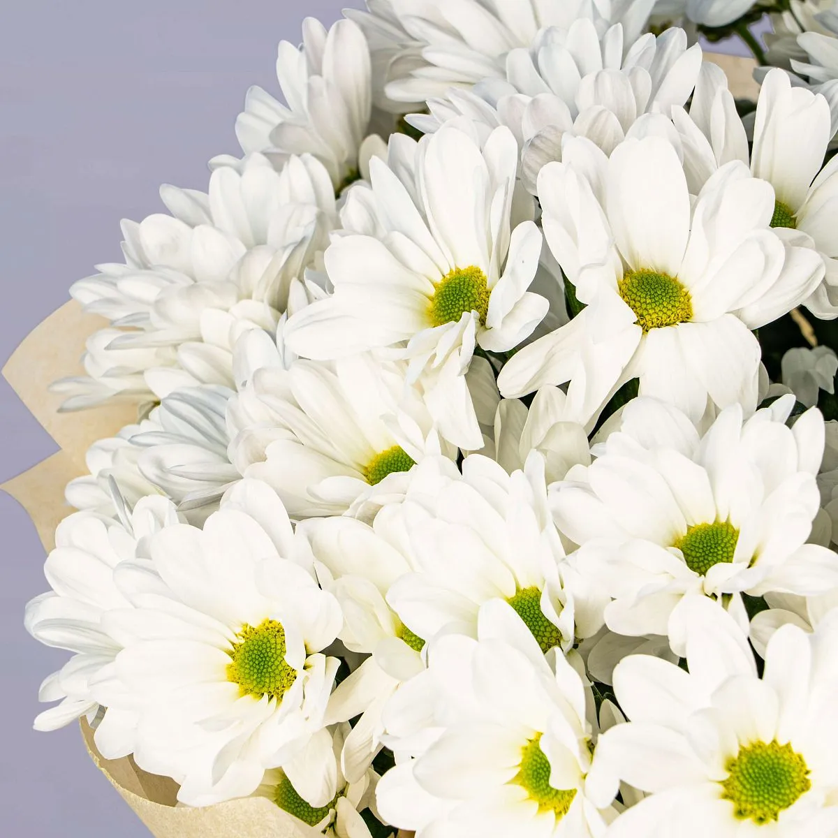 45 хризантем Бакарди