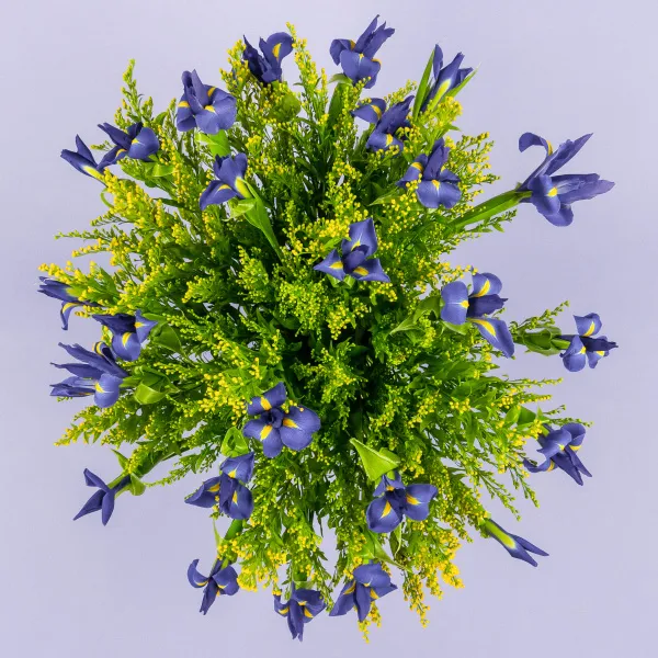 Букет из 25 ирисов