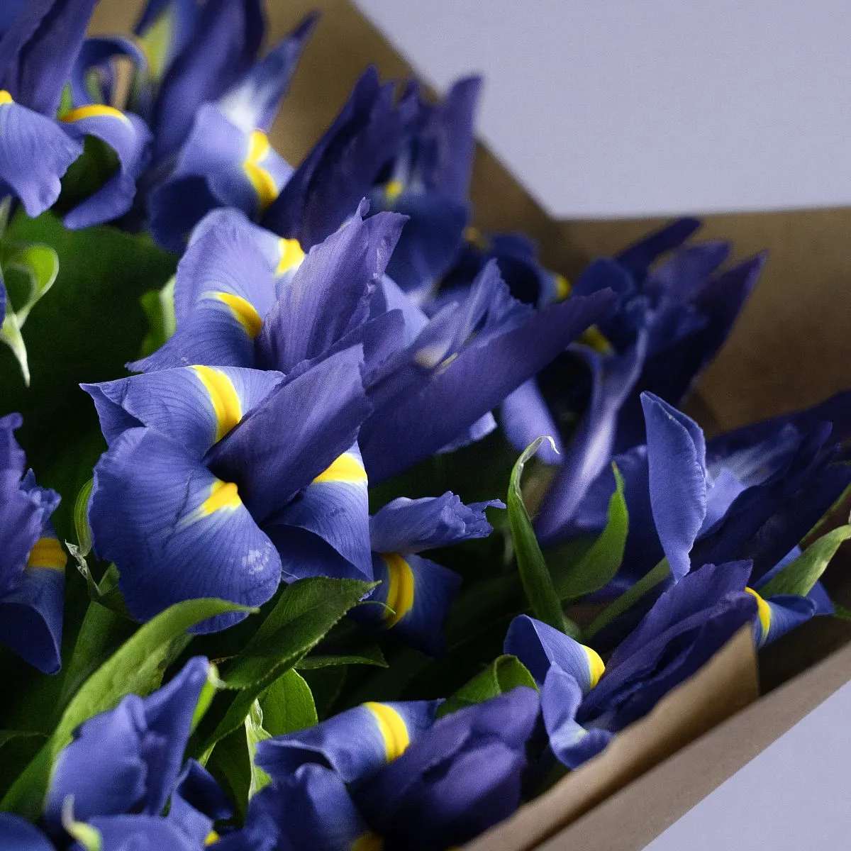 49 синих ирисов