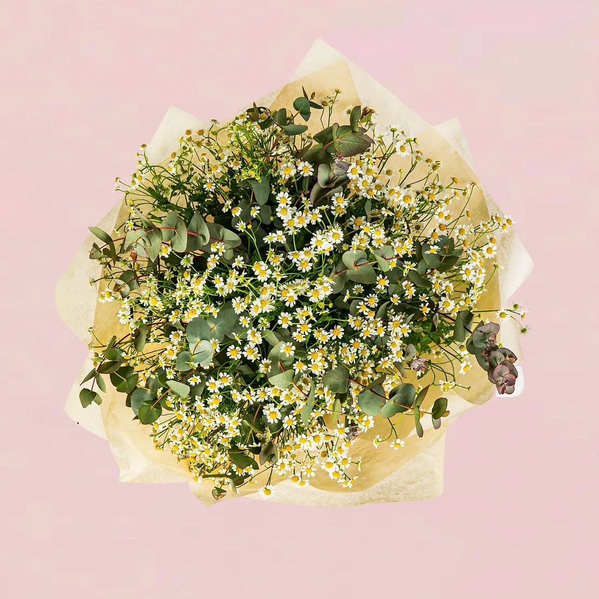 25 кустовых ромашек