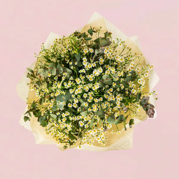 25 кустовых ромашек