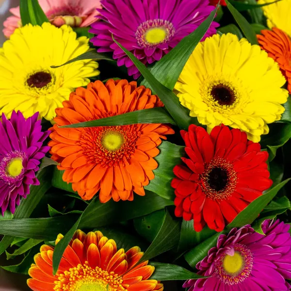 Букет из 15 гербер