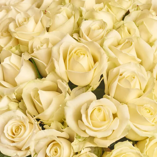 51 белая роза (60 см)