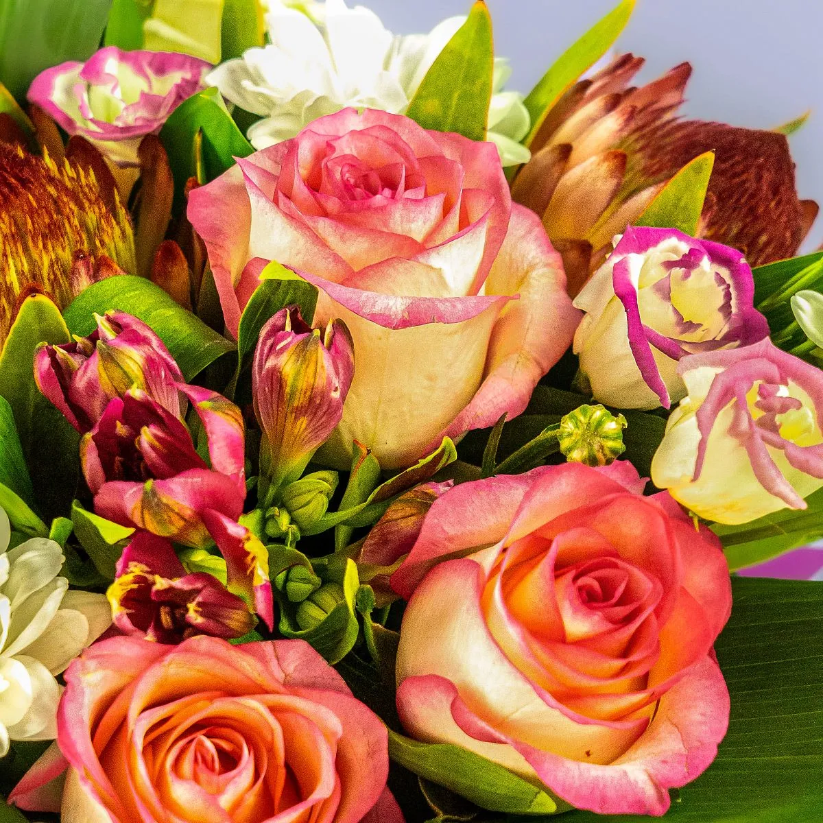 Розы, герберы, протеи в коробке