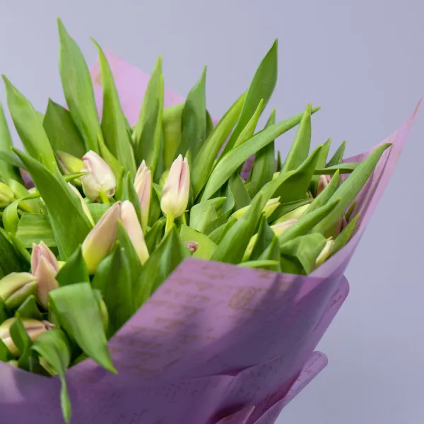 101 нежно-розовый тюльпан