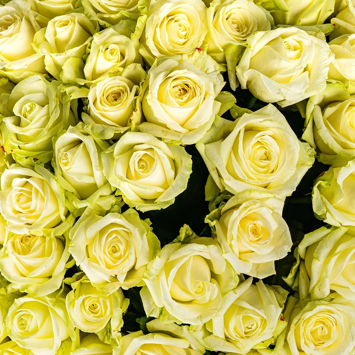 101 бело-зеленая роза (40 см)