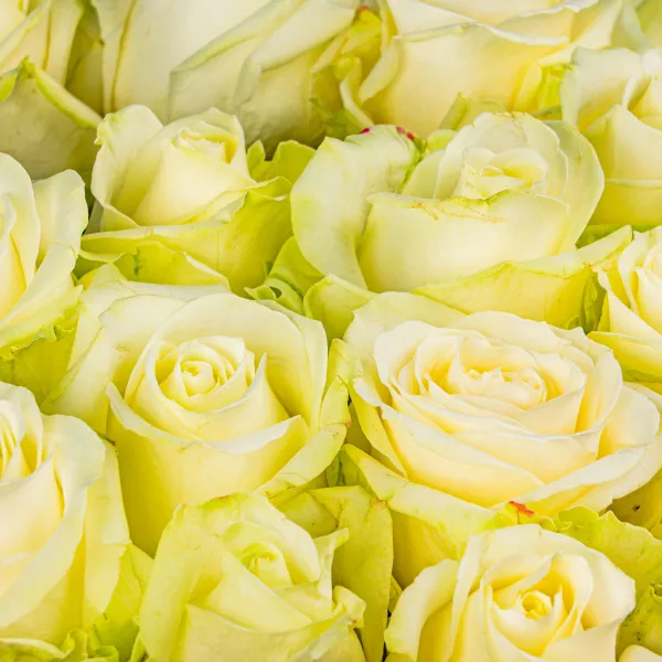 85 бело-зеленых роз (50 см)