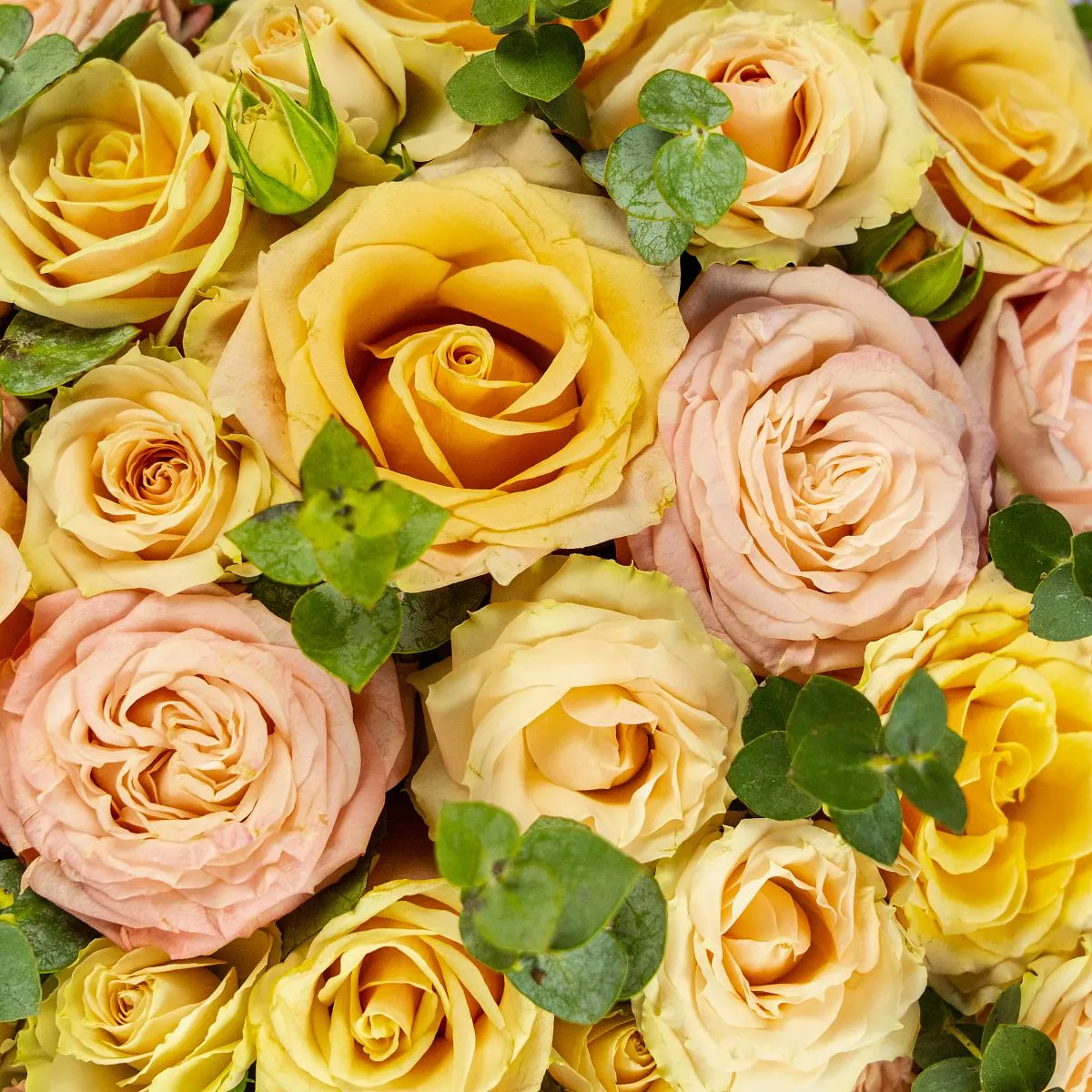 21 роза микс в коробке