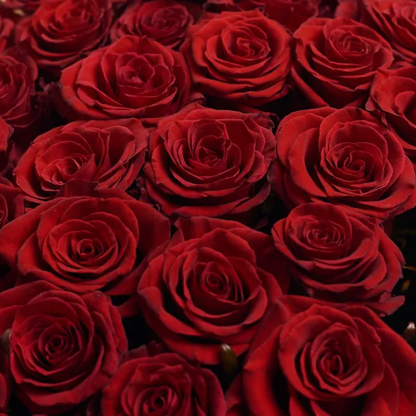 Букет из 35 темно-красных роз (60 см)
