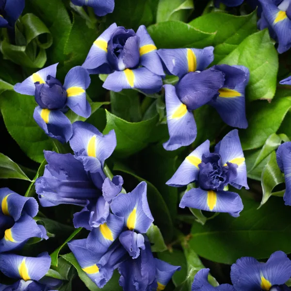 49 синих ирисов