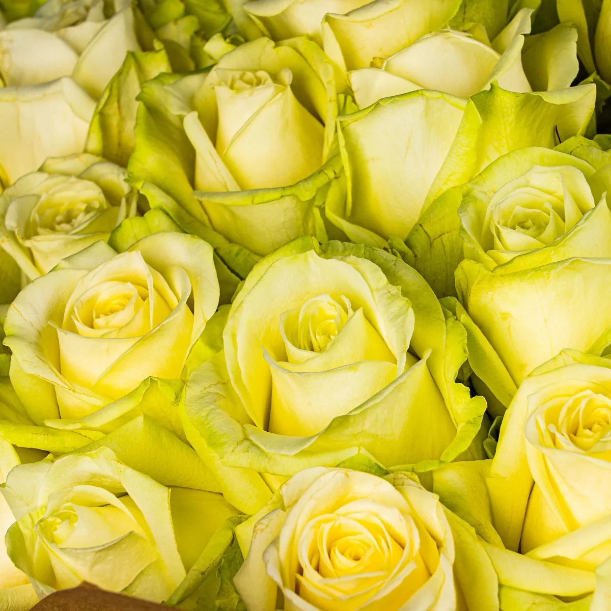 101 бело-зеленая роза (40 см)