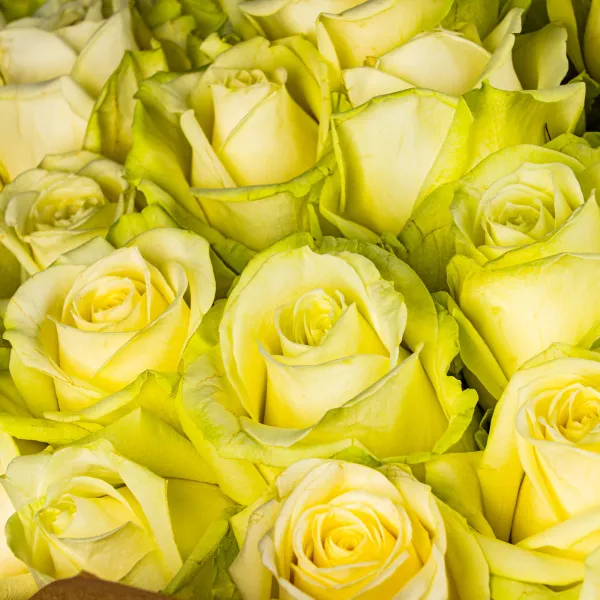 101 бело-зеленая роза (40 см)