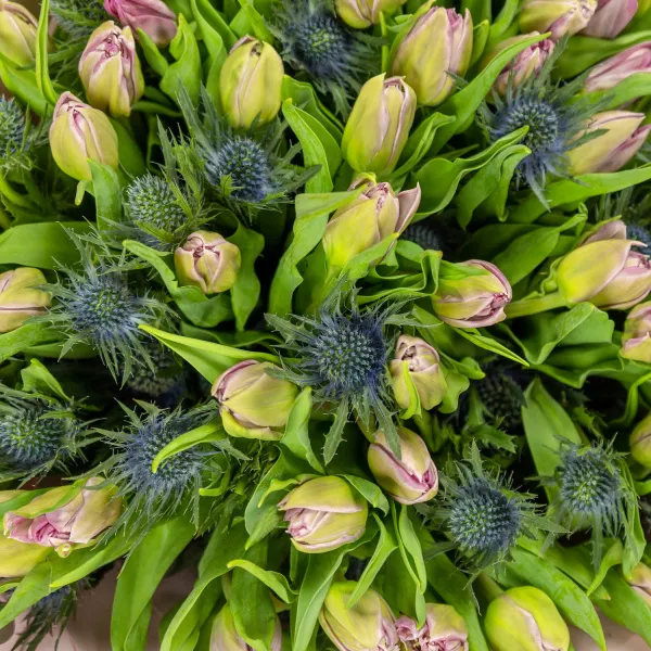 Букет из 49 тюльпанов и эрингиума