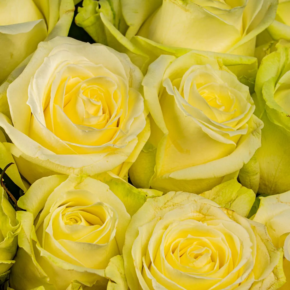 41 бело-зеленая роза (60 см)