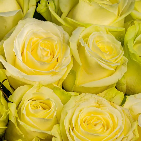 301 бело-зеленая роза (70 см)