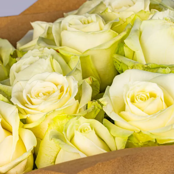 15 бело-зеленых роз (60 см)