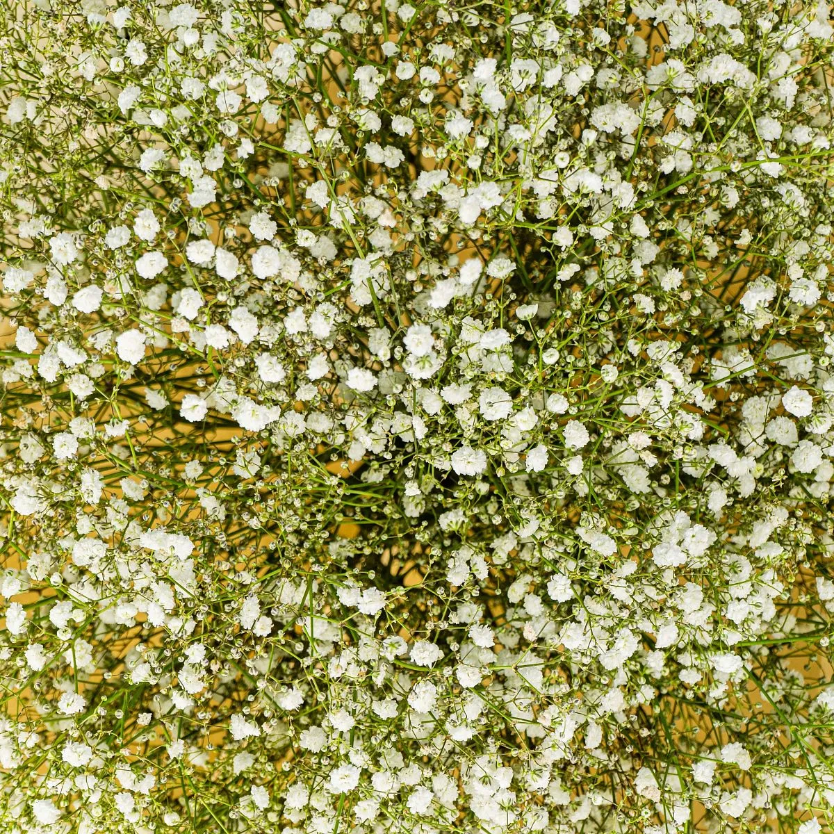 43 белых гипсофил