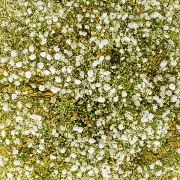 21 белая гипсофила