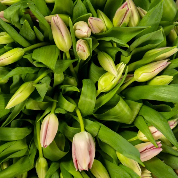 150 нежно-розовых тюльпанов