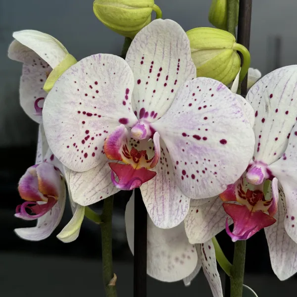 Орхидея в горшке белая