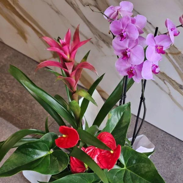 Композиция из орхидеи, гузмании и антуриума