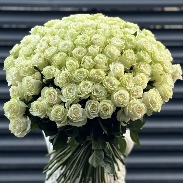 Букет 101 бело-зеленая роза эквадор (70см)